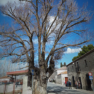ulmus minor
